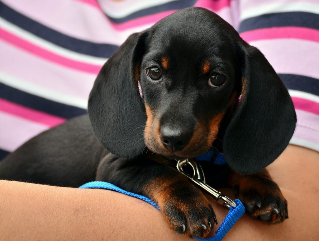 Puppy, mother, learning by watching, love affection