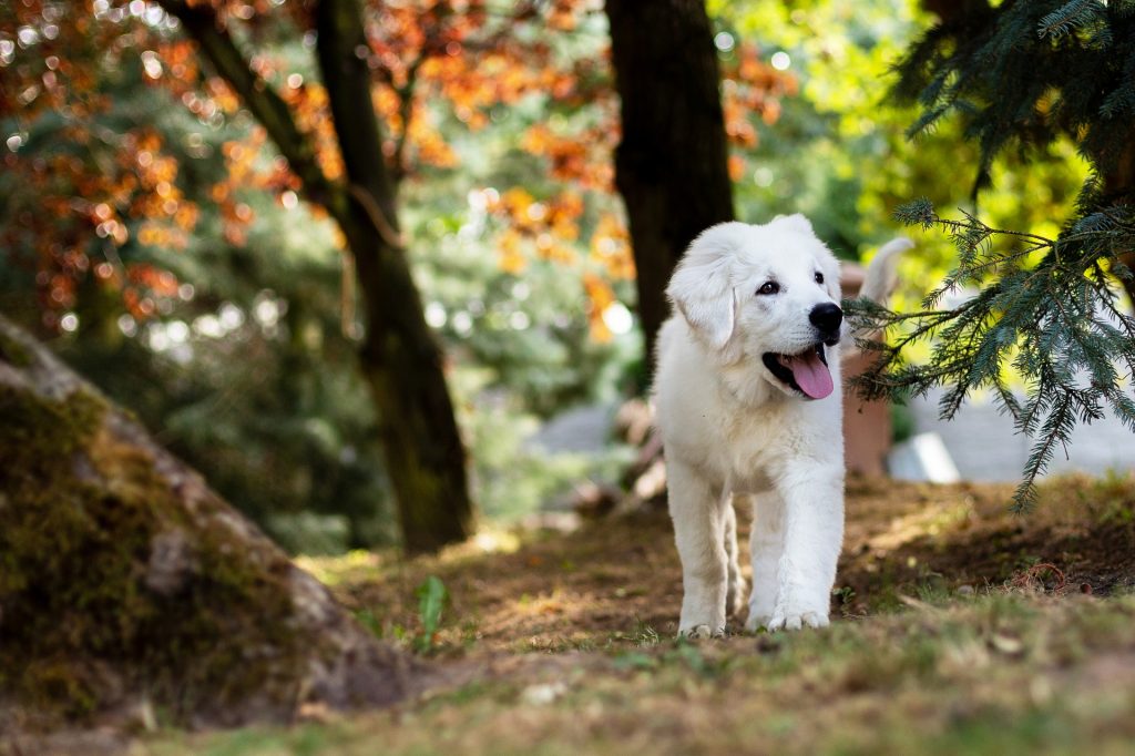 dog navigation cats smell memory