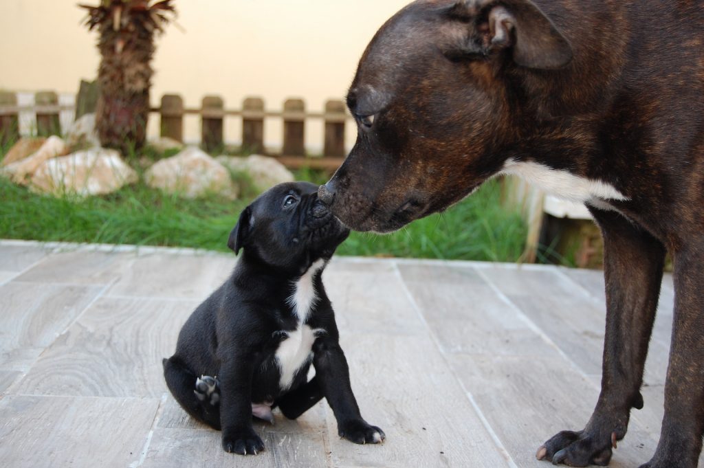 Puppy, mother, learning, love