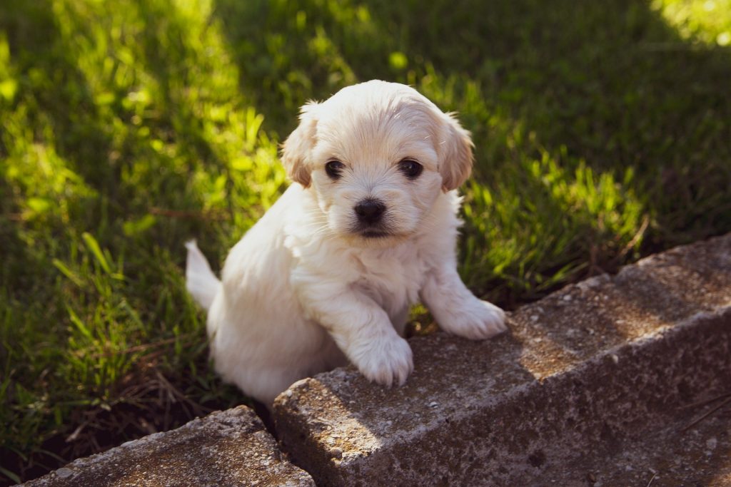 Puppy, mother, learning by watching, love affection