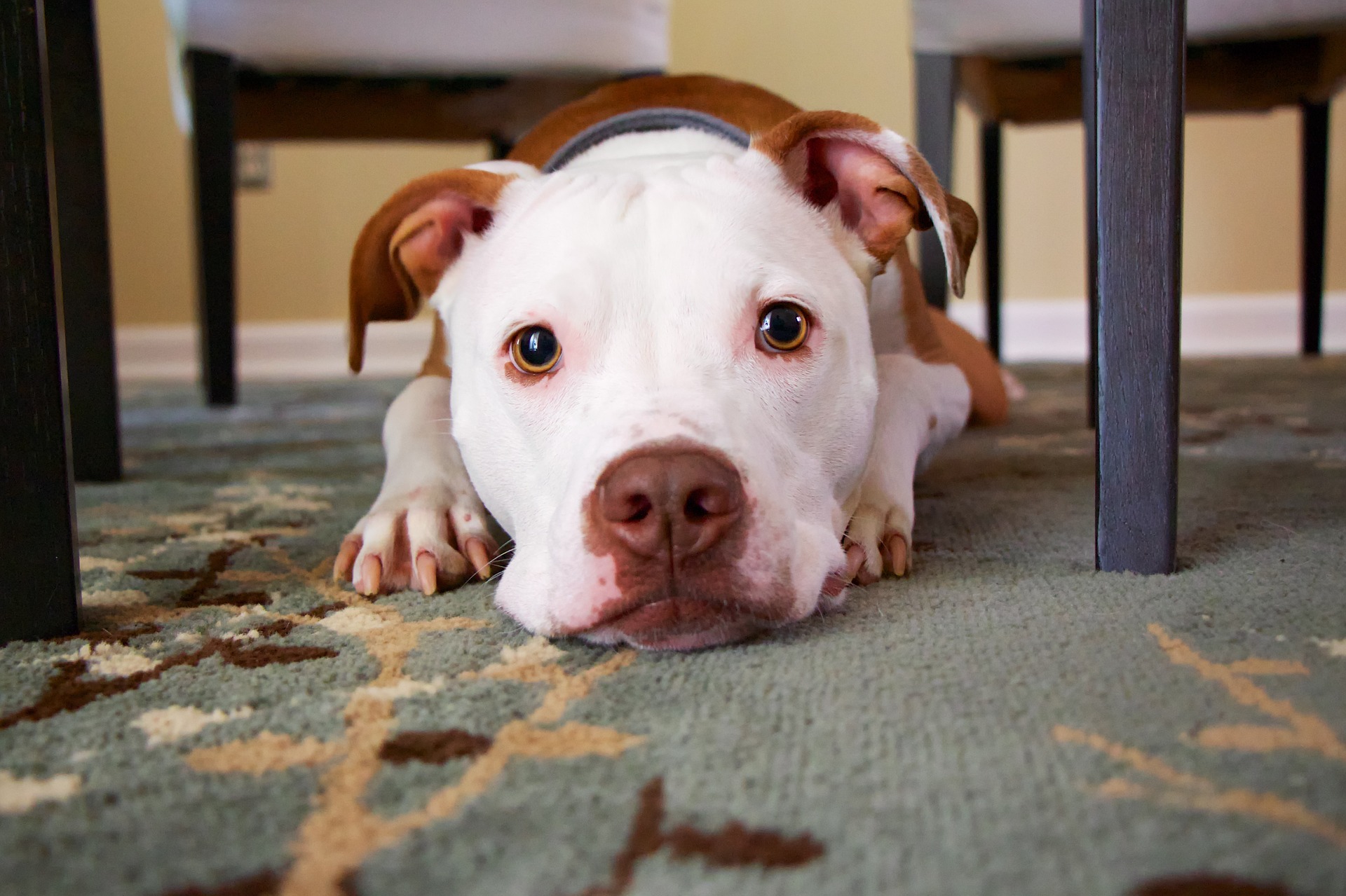  Dogs and The Earthquakes?